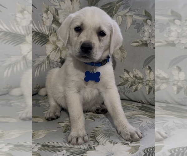 Medium Photo #3  Breeder Profile in SPRINGFIELD, MO, USA