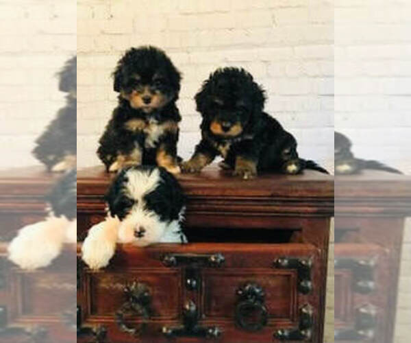 Medium Photo #4  Breeder Profile in COOKEVILLE, TN, USA
