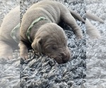 Small #24 Breeder Profile image