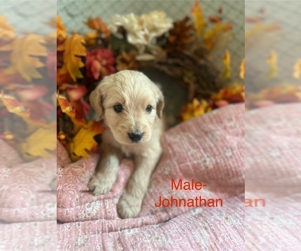 Medium Photo #11  Breeder Profile in BLANCHESTER, OH, USA