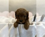 Small #13 Breeder Profile image