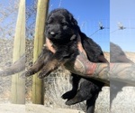 Small #72 Breeder Profile image