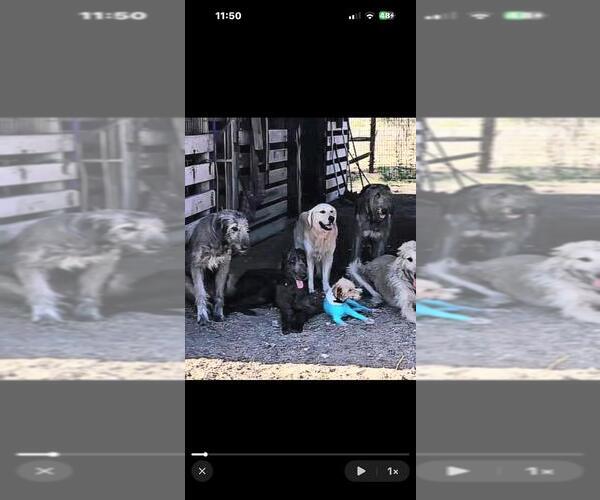 Medium Photo #6  Breeder Profile in MATHIS, TX, USA