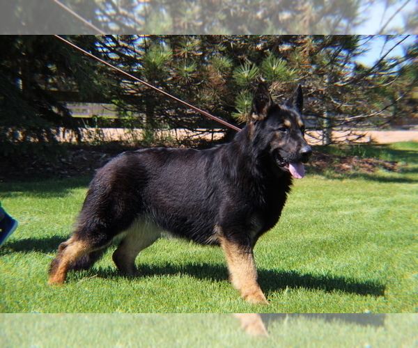 Medium Photo #7  Breeder Profile in DE PERE, WI, USA