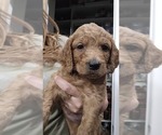 Small #1 Breeder Profile image