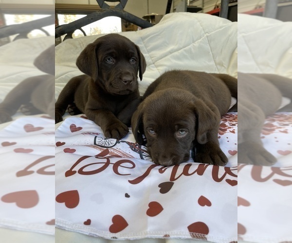 Medium Photo #5  Breeder Profile in DAYTON, TX, USA