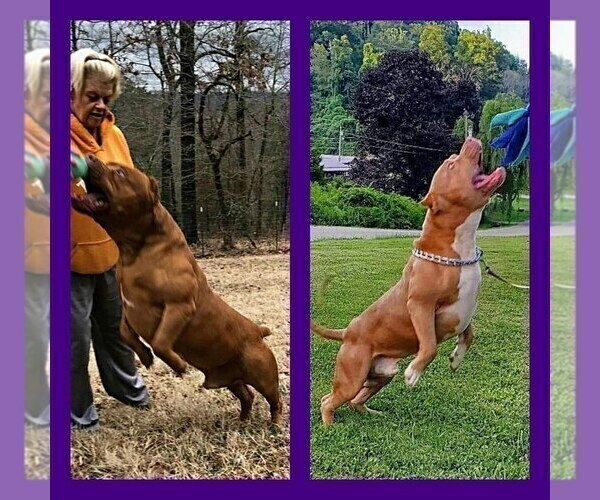 Medium Photo #1  Breeder Profile in BIG STONE GAP, VA, USA
