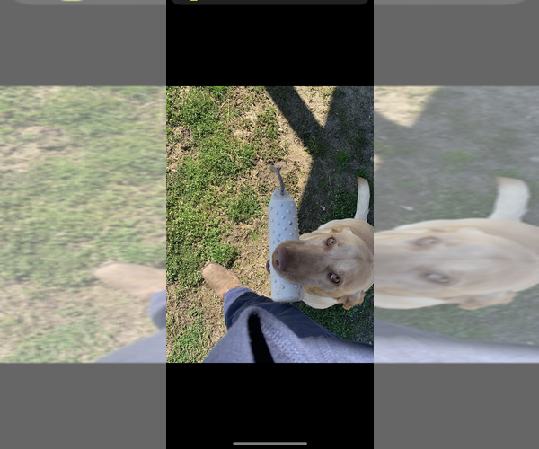 Medium Photo #35  Breeder Profile in GREENVILLE, NC, USA
