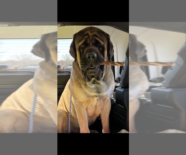 Medium Photo #1  Breeder Profile in BRISTOL, VA, USA
