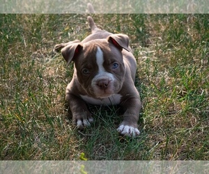 American Bully Dog Breeder near PONTIAC, MI, USA