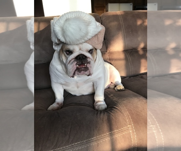 Medium Photo #21  Breeder Profile in KEENESBURG, CO, USA
