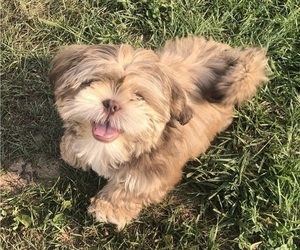 Shih Tzu Dog Breeder near MILTON, FL, USA