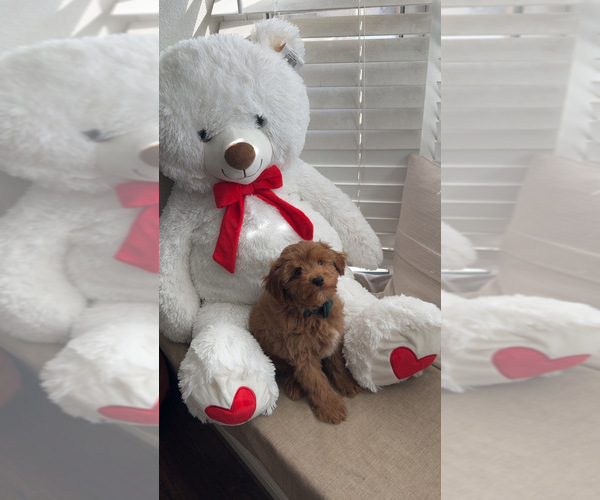 Medium Photo #3  Breeder Profile in DALLAS, TX, USA