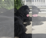 Small #68 Breeder Profile image