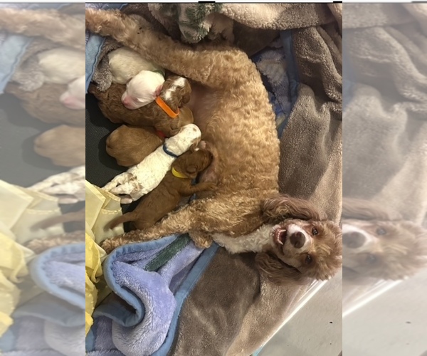 Medium Photo #8  Breeder Profile in SAN TAN VALLEY, AZ, USA