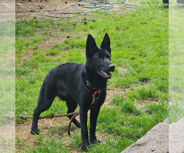 Medium Photo #1  Breeder Profile in HIGH POINT, NC, USA