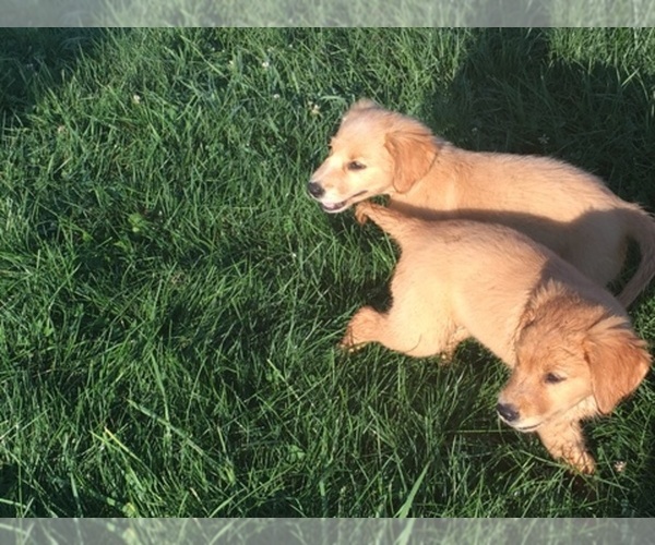 Medium Photo #1  Breeder Profile in BUTLER, OH, USA