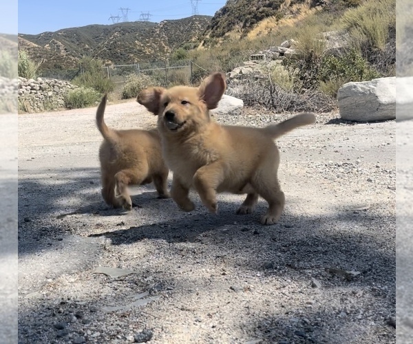 Medium Photo #6  Breeder Profile in SAN BERNARDINO, CA, USA