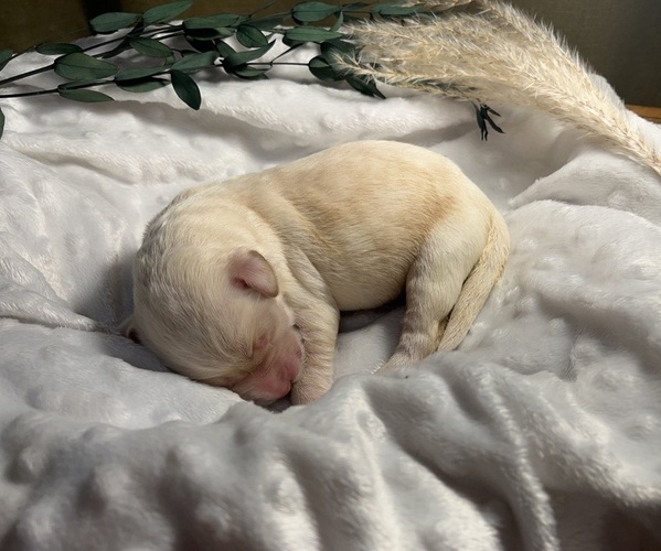Medium Photo #1  Breeder Profile in PEMBROKE, GA, USA