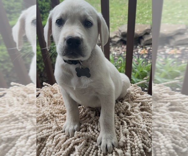 Medium Photo #6  Breeder Profile in SPRINGFIELD, MO, USA