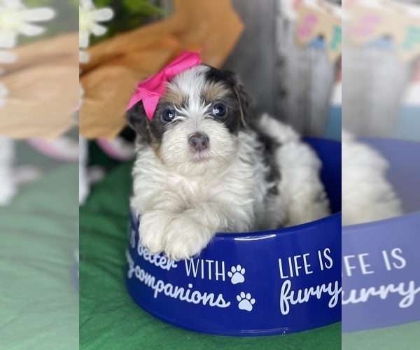 Medium Photo #1  Breeder Profile in JEANNETTE, PA, USA