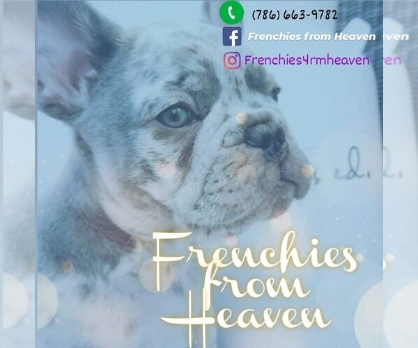 Medium Photo #1  Breeder Profile in MIAMI, FL, USA