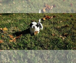 Main photo of Shih Tzu Dog Breeder near WICHITA, KS, USA