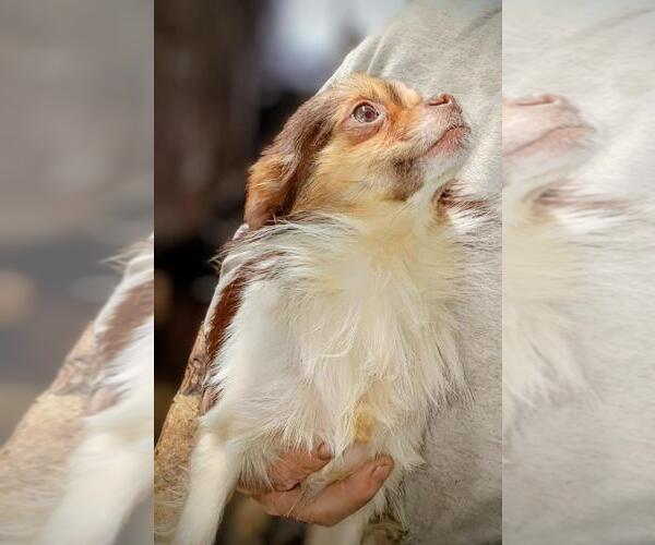 Medium Photo #15  Breeder Profile in WINLOCK, WA, USA