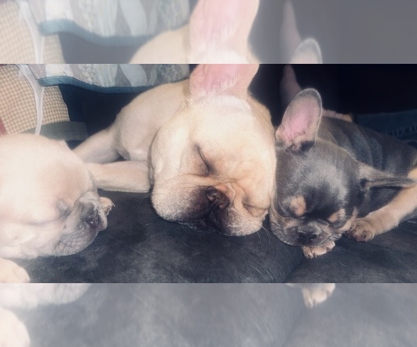 Medium Photo #25  Breeder Profile in BIG RAPIDS, MI, USA