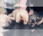 Small Photo #25  Breeder Profile in BIG RAPIDS, MI, USA