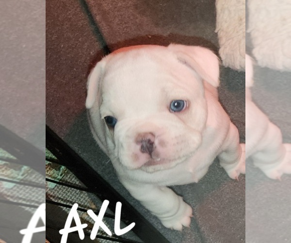 Medium Photo #19  Breeder Profile in BAKER CITY, OR, USA
