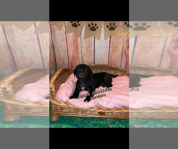 Medium Photo #32  Breeder Profile in MORRISTON, FL, USA