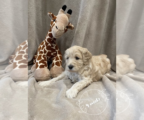 Medium Photo #1  Breeder Profile in GREENSBURG, KY, USA