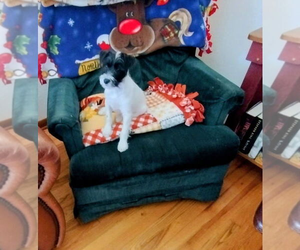 Medium Photo #19  Breeder Profile in ENID, OK, USA