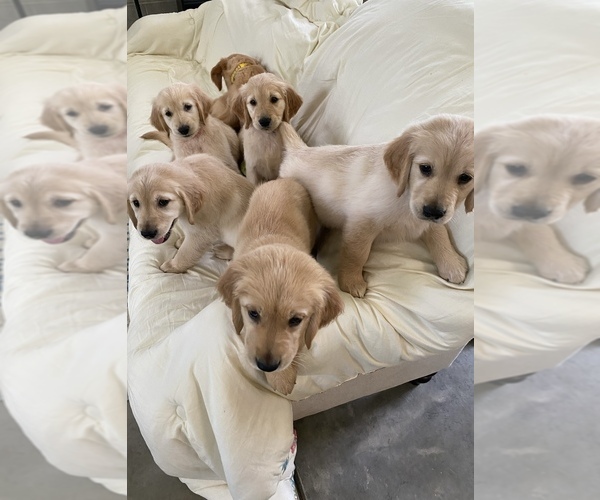 Medium Photo #1  Breeder Profile in CONWAY, SC, USA