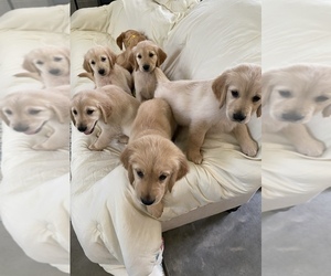 Golden Retriever Dog Breeder near CONWAY, SC, USA