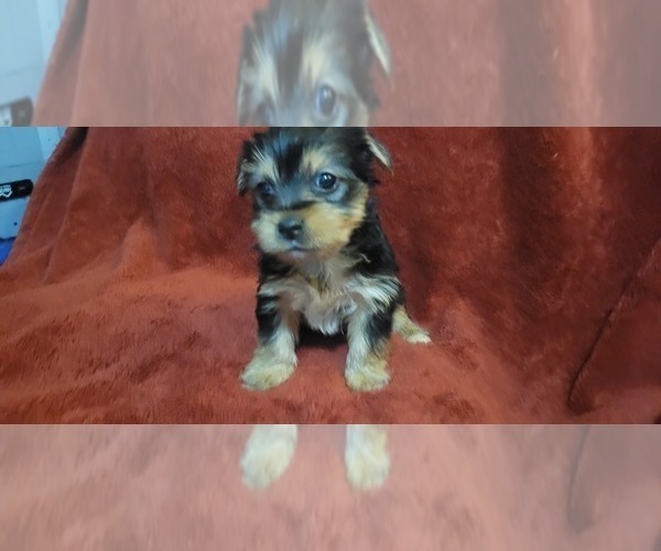 Medium Photo #305  Breeder Profile in AKRON, OH, USA