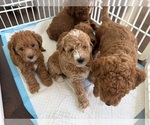 Small #13 Breeder Profile image