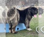 Small #36 Breeder Profile image