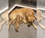 Small breeder photo