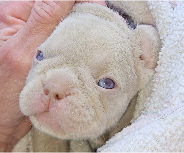 Medium Photo #16  Breeder Profile in FENTON, MO, USA