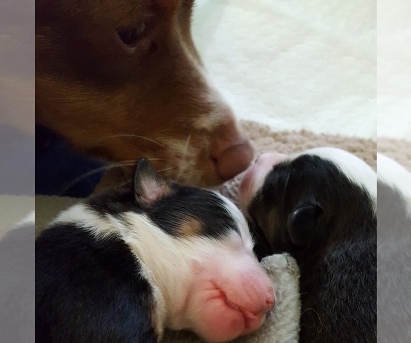 Medium Photo #1  Breeder Profile in NORWOOD, MO, USA
