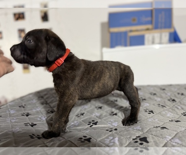 Medium Photo #15  Breeder Profile in LAURINBURG, NC, USA