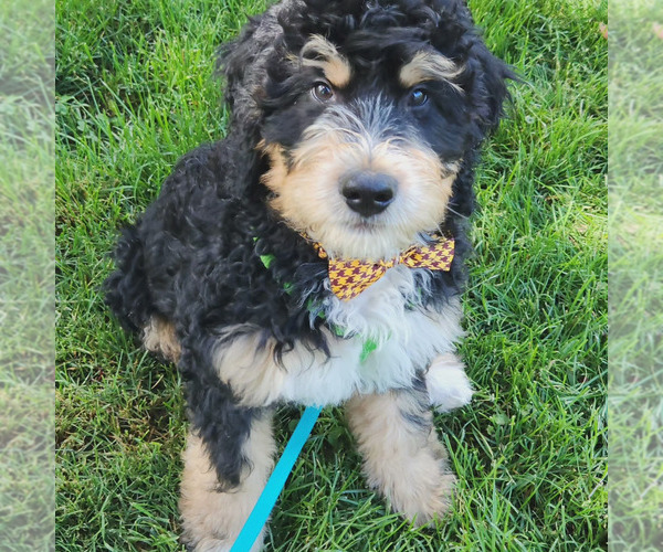 Medium Photo #4  Breeder Profile in EAST LONGMEADOW, MA, USA