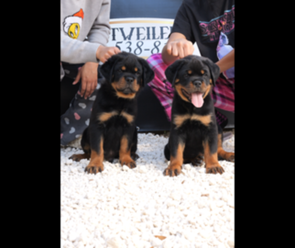 Medium Photo #1  Breeder Profile in PALATKA, FL, USA