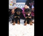Small breeder photo