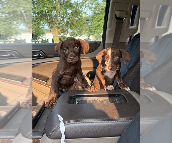 Medium Photo #3  Breeder Profile in BUSHNELL, IL, USA
