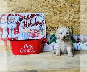 Goldendoodle Dog Breeder near BALDWIN, GA, USA