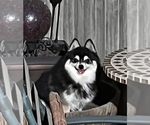 Small #2 Breeder Profile image