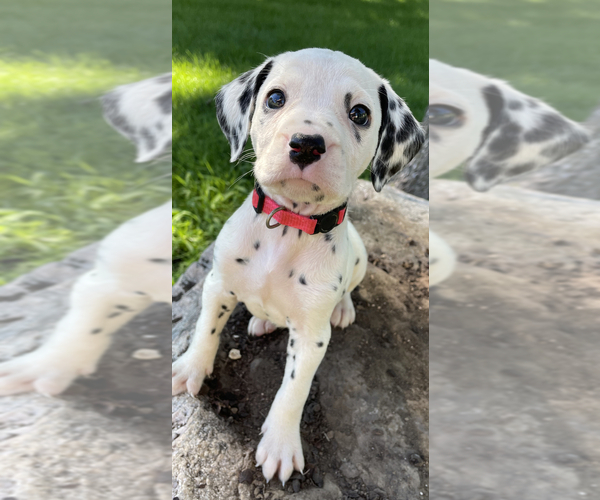Medium Photo #1  Breeder Profile in TRAER, IA, USA